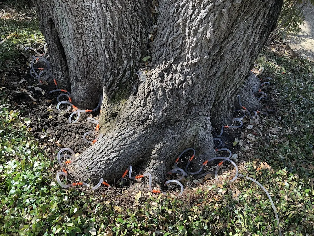Detailed Tree Cabling and Bracing job site in Yankton
