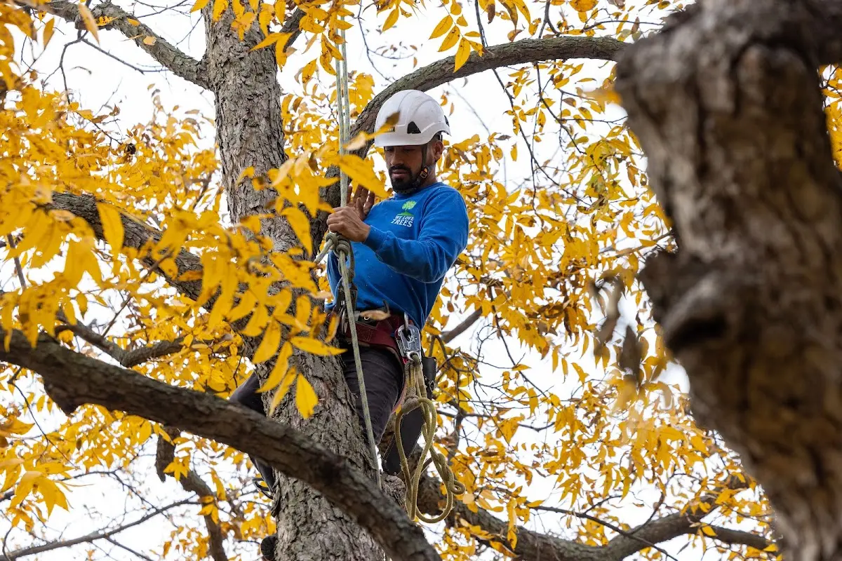 Skilled Tree Planting crew working in Yankton